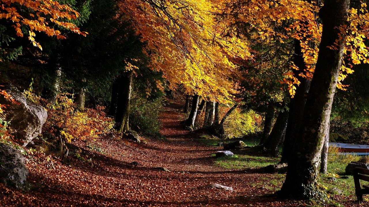 Wallpaper park, footpath, forest, trees, leaves