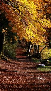 Preview wallpaper park, footpath, forest, trees, leaves