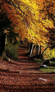 Preview wallpaper park, footpath, forest, trees, leaves