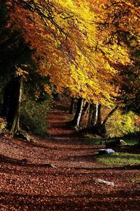 Preview wallpaper park, footpath, forest, trees, leaves