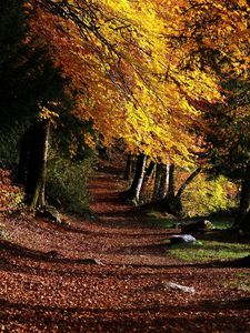 Preview wallpaper park, footpath, forest, trees, leaves