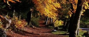 Preview wallpaper park, footpath, forest, trees, leaves