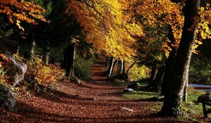 Preview wallpaper park, footpath, forest, trees, leaves