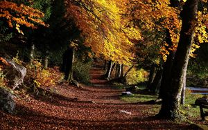 Preview wallpaper park, footpath, forest, trees, leaves