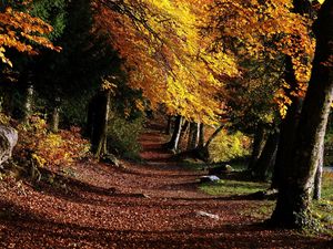 Preview wallpaper park, footpath, forest, trees, leaves