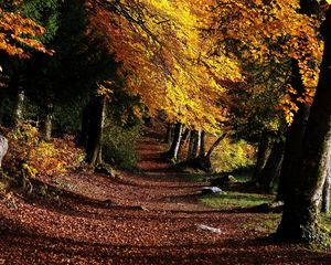 Preview wallpaper park, footpath, forest, trees, leaves