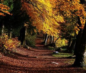 Preview wallpaper park, footpath, forest, trees, leaves