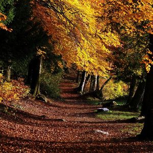 Preview wallpaper park, footpath, forest, trees, leaves