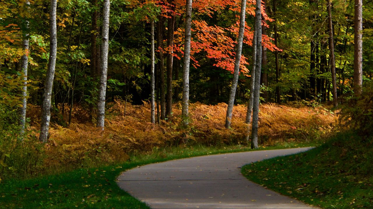 Wallpaper park, forest, path, trees, autumn, yellow