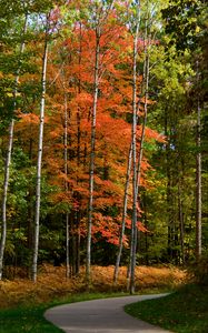 Preview wallpaper park, forest, path, trees, autumn, yellow