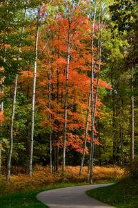 Preview wallpaper park, forest, path, trees, autumn, yellow