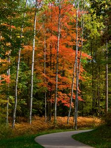 Preview wallpaper park, forest, path, trees, autumn, yellow