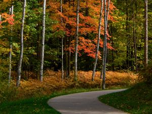 Preview wallpaper park, forest, path, trees, autumn, yellow