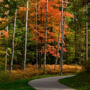 Preview wallpaper park, forest, path, trees, autumn, yellow