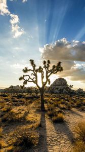 Preview wallpaper park joshua tree, usa, plants, sky