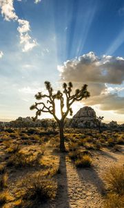 Preview wallpaper park joshua tree, usa, plants, sky