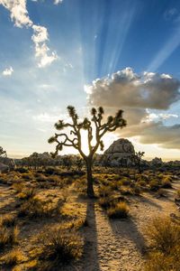 Preview wallpaper park joshua tree, usa, plants, sky