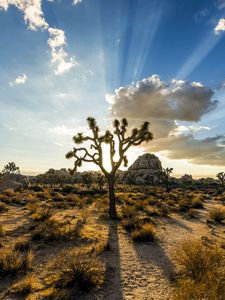 Preview wallpaper park joshua tree, usa, plants, sky