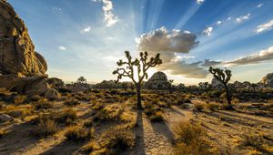 Preview wallpaper park joshua tree, usa, plants, sky