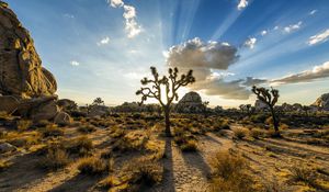 Preview wallpaper park joshua tree, usa, plants, sky