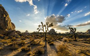 Preview wallpaper park joshua tree, usa, plants, sky