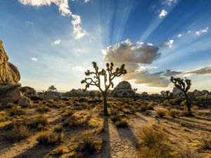 Preview wallpaper park joshua tree, usa, plants, sky