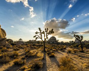 Preview wallpaper park joshua tree, usa, plants, sky