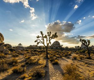 Preview wallpaper park joshua tree, usa, plants, sky