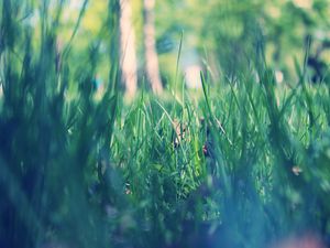 Preview wallpaper park, morning, spring, grass, green, macro