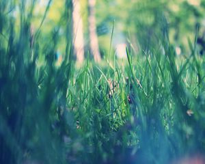 Preview wallpaper park, morning, spring, grass, green, macro