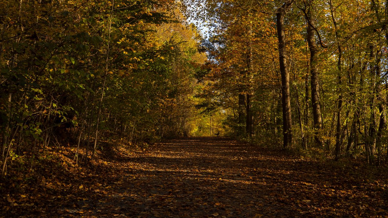 Wallpaper park, path, autumn, trees, fallen leaves hd, picture, image