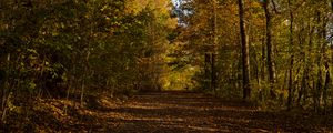 Preview wallpaper park, path, autumn, trees, fallen leaves