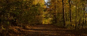 Preview wallpaper park, path, autumn, trees, fallen leaves