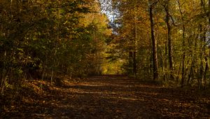 Preview wallpaper park, path, autumn, trees, fallen leaves