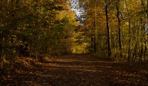 Preview wallpaper park, path, autumn, trees, fallen leaves