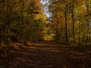 Preview wallpaper park, path, autumn, trees, fallen leaves