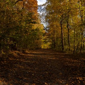 Preview wallpaper park, path, autumn, trees, fallen leaves