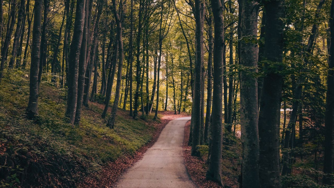 Wallpaper park, path, trees, autumn