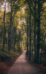 Preview wallpaper park, path, trees, autumn