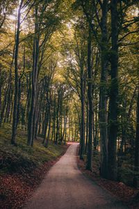 Preview wallpaper park, path, trees, autumn