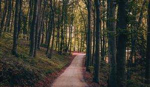 Preview wallpaper park, path, trees, autumn