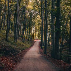 Preview wallpaper park, path, trees, autumn