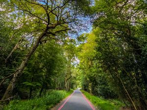 Preview wallpaper park, path, trees