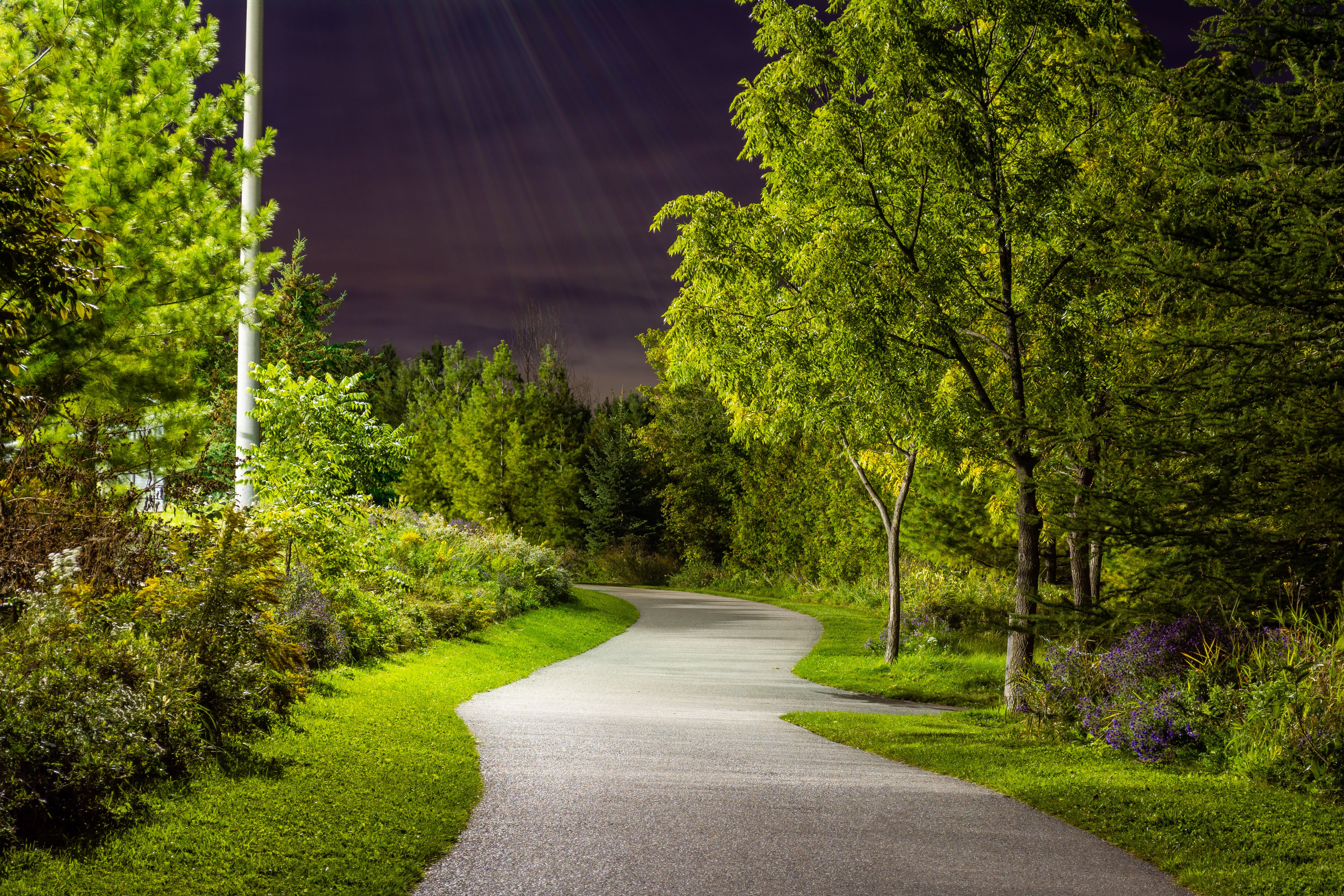 Park road. Зеленые деревья тропинка космос. Большие деревья тропинка Сумерки. Фон парк Сосновый. Фон природа парк с дорожкой между цветами.