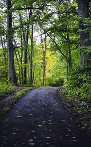 Preview wallpaper park, path, trees, nature