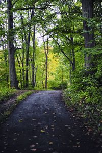 Preview wallpaper park, path, trees, nature