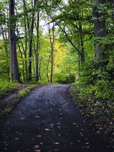 Preview wallpaper park, path, trees, nature