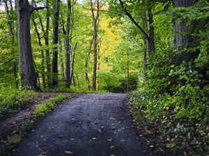 Preview wallpaper park, path, trees, nature