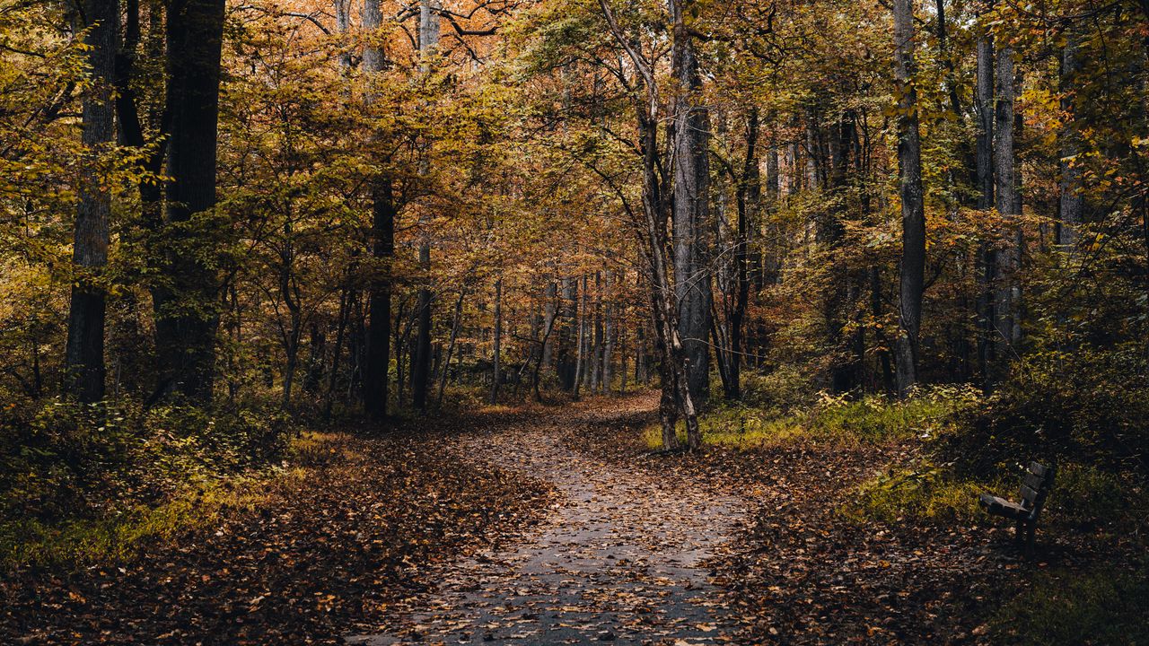 Wallpaper park, path, trees, fallen leaves, autumn, nature