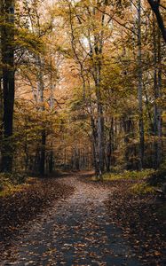 Preview wallpaper park, path, trees, fallen leaves, autumn, nature